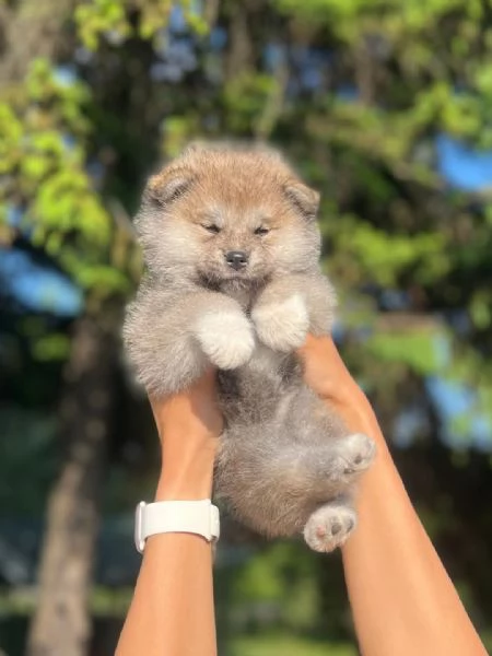 REGALO AKITAINU | Foto 0