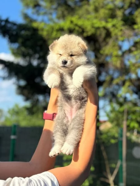 REGALO AKITAINU
