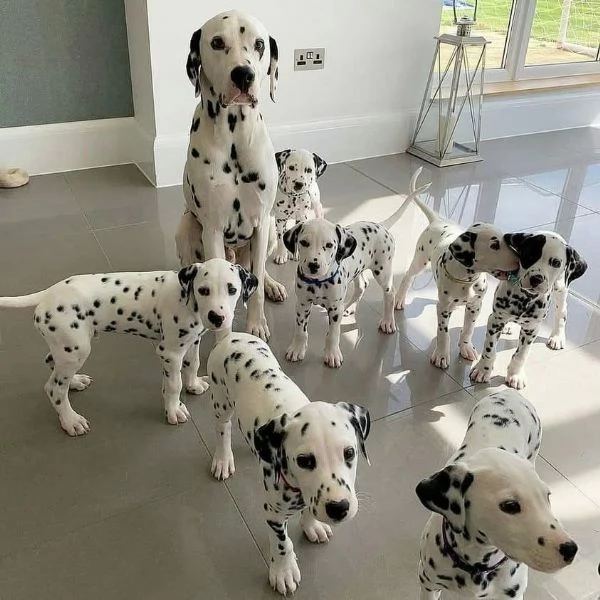 REGALO DALMATA