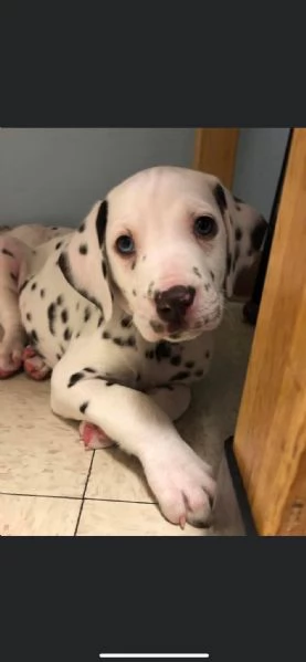 REGALO DALMATA
