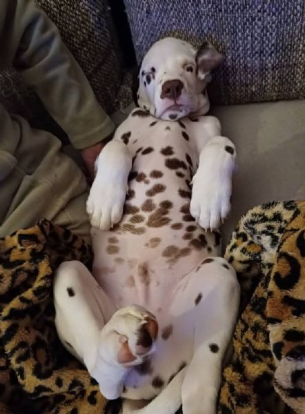REGALO DALMATA