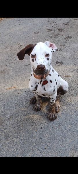 REGALO DALMATA | Foto 2