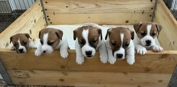 Cuccioli jack russell