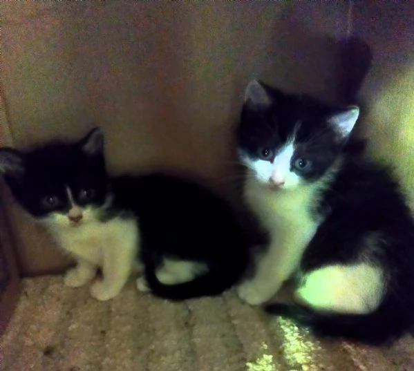 Gattini adorabili in regalo