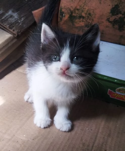 Gattini adorabili in regalo | Foto 3