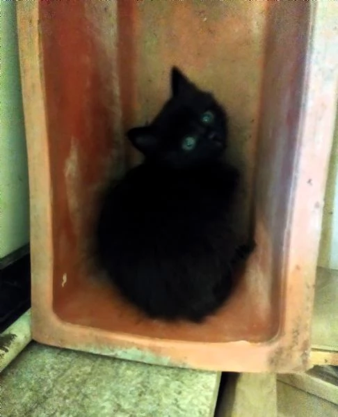 Gattini adorabili in regalo | Foto 2