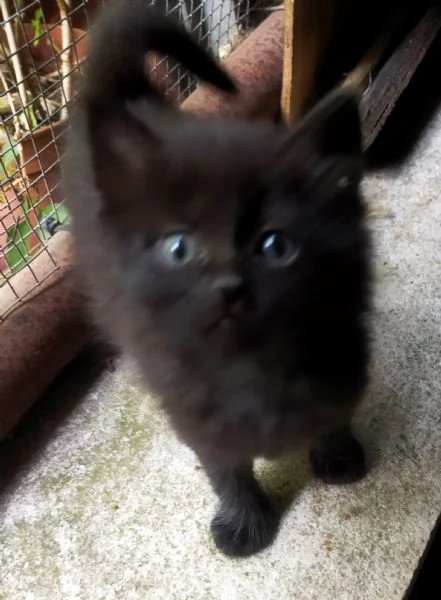 Gattini adorabili in regalo | Foto 1