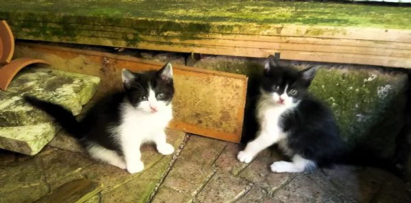 Gattini adorabili in regalo | Foto 0