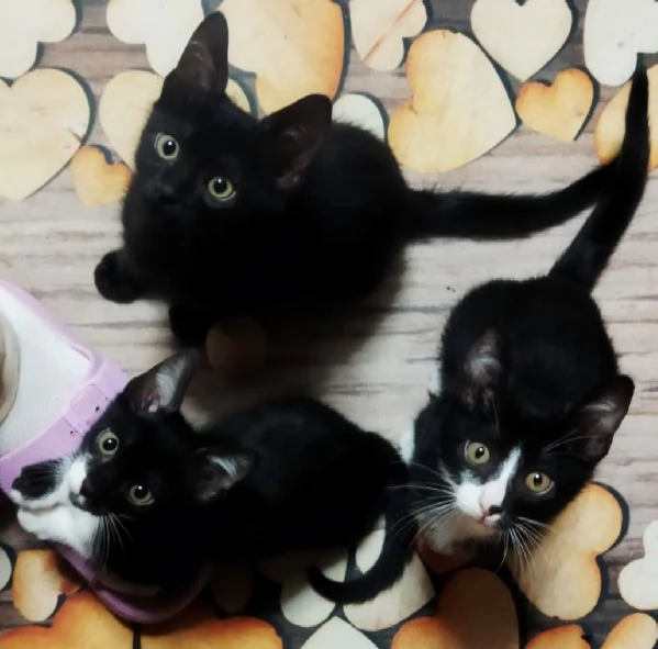 Gattini adorabili in regalo