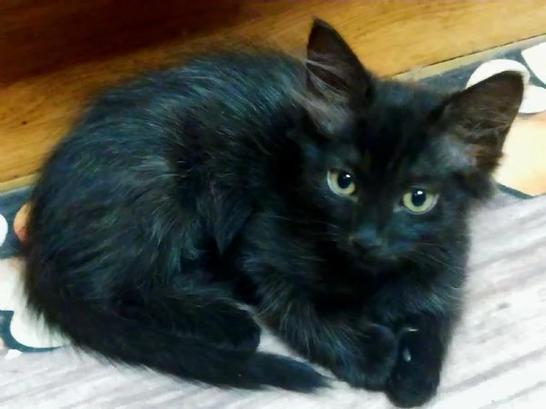 Gattini adorabili in regalo | Foto 2