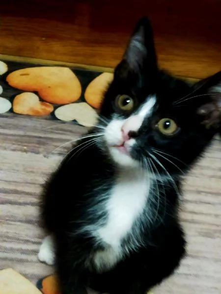 Gattini adorabili in regalo | Foto 1