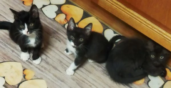 Gattini adorabili in regalo | Foto 0