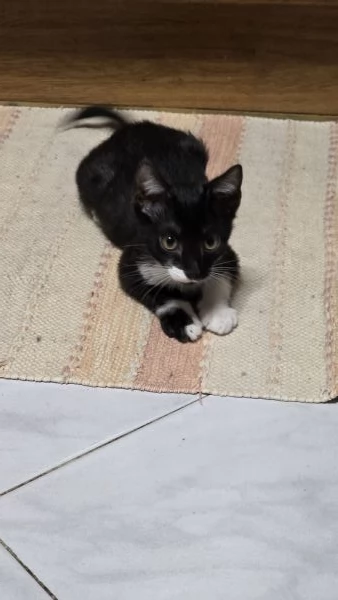 Gattina coccolosa e adorabile in regalo | Foto 2