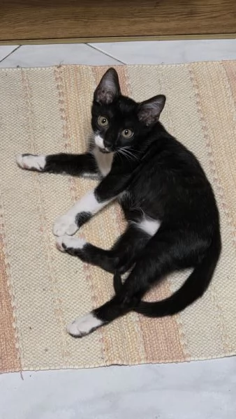 Gattina coccolosa e adorabile in regalo | Foto 1