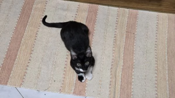 Gattina coccolosa e adorabile in regalo | Foto 0