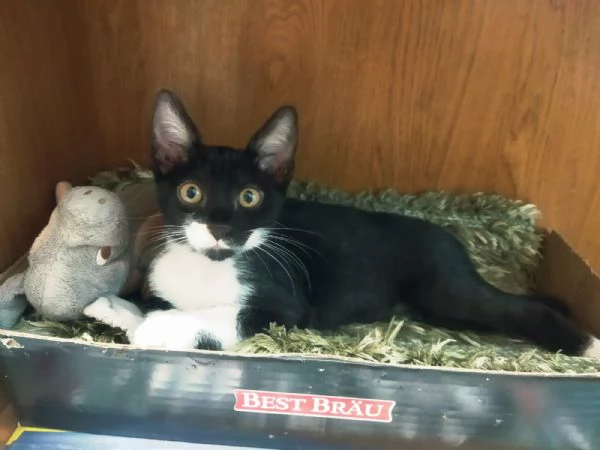 Gattina coccolosa e adorabile in regalo