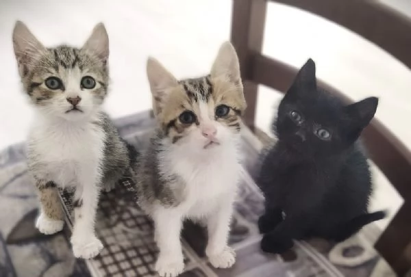 Gattini in regalo