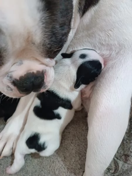 BULLDOG FRANCESE 