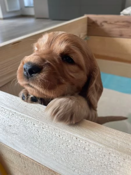 cocker