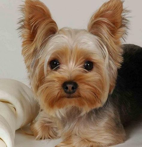Regalo Abbiamo avere amorevole Yorkie cuccioli per lAdozione Abbiamo avere Yorkie amorevole per lA