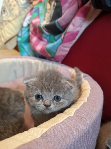 Disponibili cuccioli 