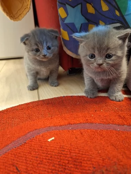 Disponibili cuccioli  | Foto 3