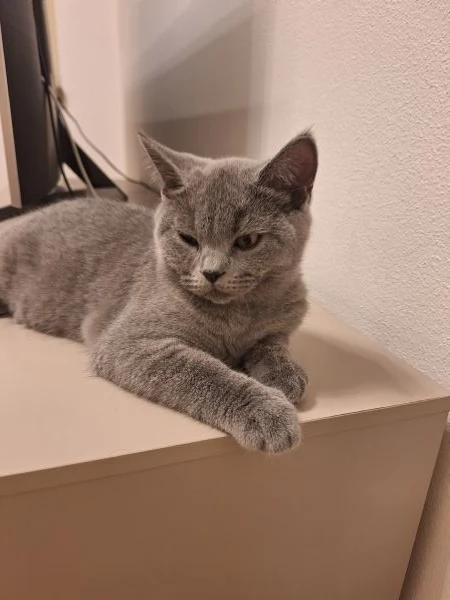 Disponibili due cuccioli straight  | Foto 2