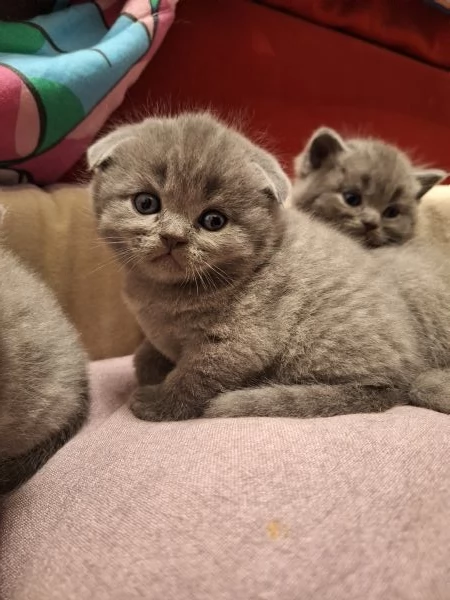 Disponibili cuccioli  | Foto 2