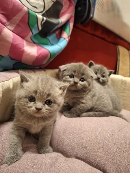 Disponibili cuccioli  | Foto 1