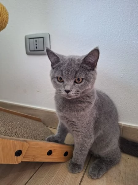 Disponibili due cuccioli straight  | Foto 1