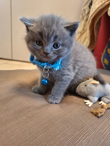 Disponibili cuccioli  | Foto 0