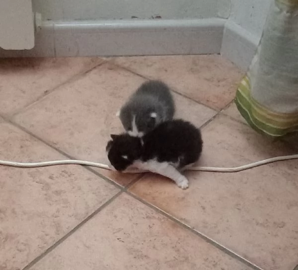 Gattini in dono