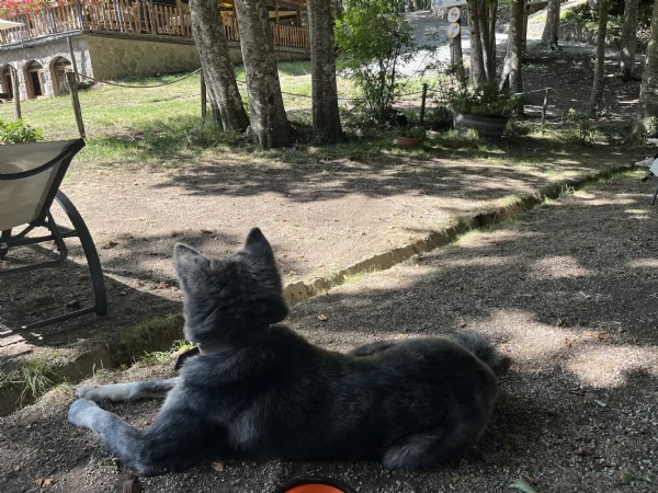 Akita inu dolcissimo | Foto 1