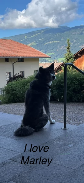 Akita inu dolcissimo | Foto 0