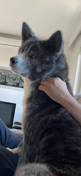 Akita inu dolcissimo