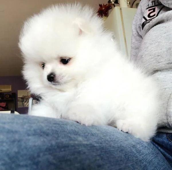 Regalo Cuccioli di pomerania maschio o femmina