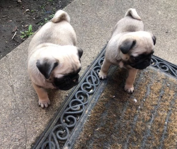 regalo teneri Cuccioli di Carlino Disponibili