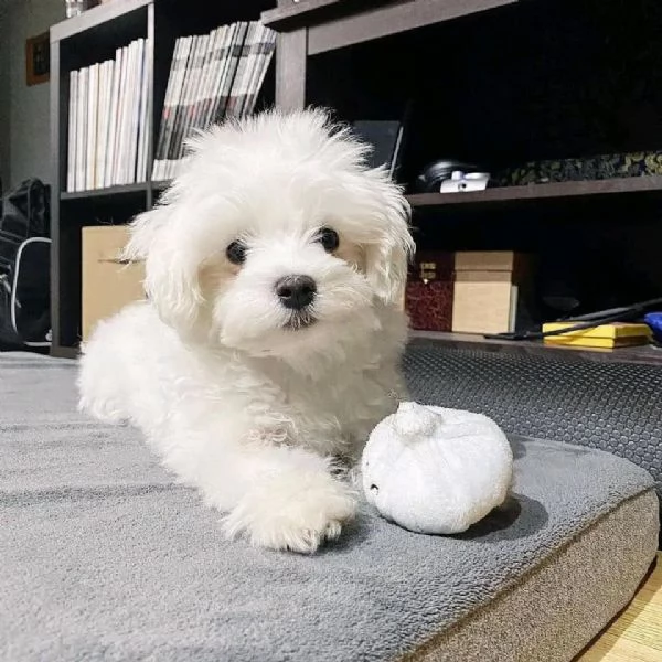 regalo  adorabili cuccioli di maltese toy