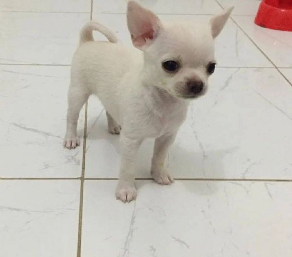 regalo Chichuahua Cuccioli maschi e femmine 