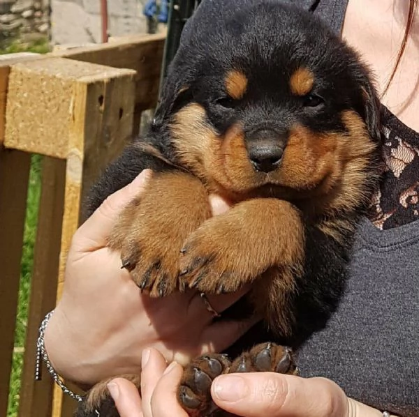 Regalo Rottweiler di 1 maschio e 2 femmina