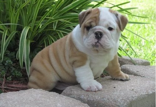 Regalo Disponibili cuccioli di Bouledogue Inglese