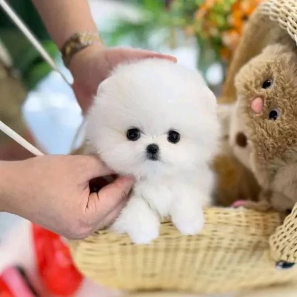 Adorabile cucciolo di pomerania per ladozione