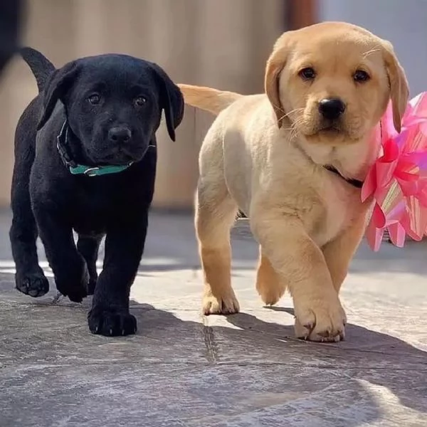 Regalo Cuccioli di Labrador cioccolato