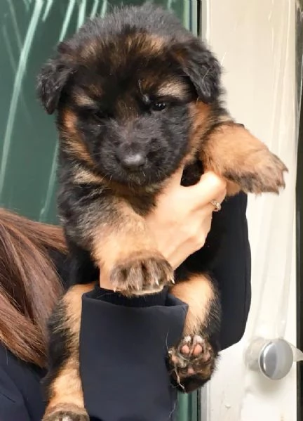 Regalo Pastore Tedesco cuccioli