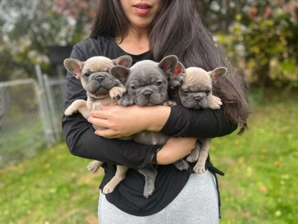 Regalo cucciolata di bouledogue francese