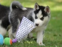 Regalo cucciolo cuccioli di siberian husky