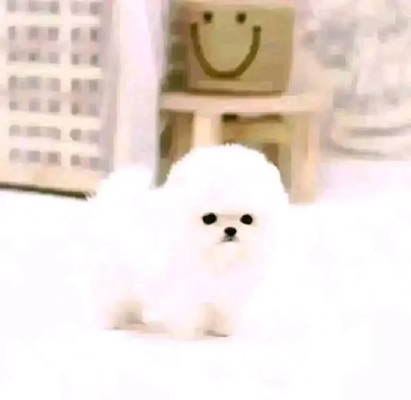 Cuccioli di Pomerania mini toy