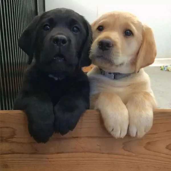 Regalo cucciolata di labrador retriever