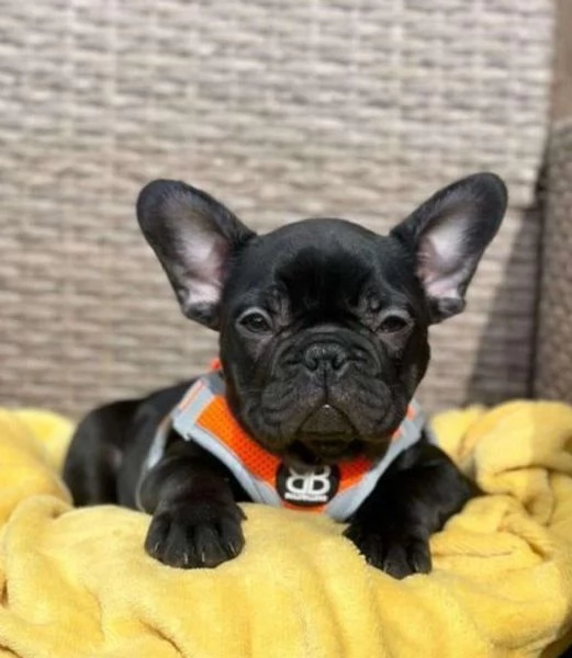 Regalocucciolata di bouledogue francese