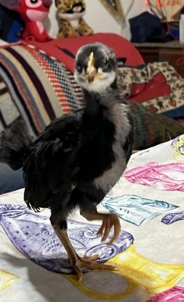 PULCINI RAZZA ORNAMENTALE e OVAIOLE LIVORNO NEROBLU 